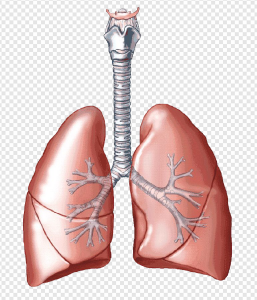 Lung PNG Transparent Images Download